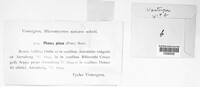 Phomopsis piceae image